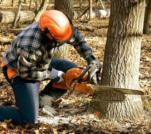 Tree Removal in Isle Au Haut, ME
